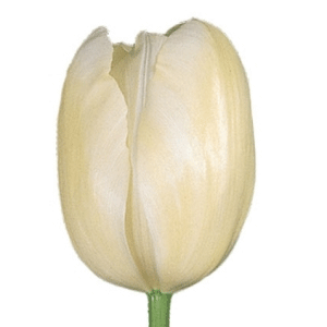 tulip.gif